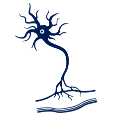 Amyotrophic Lateral Sclerosis (ALS)